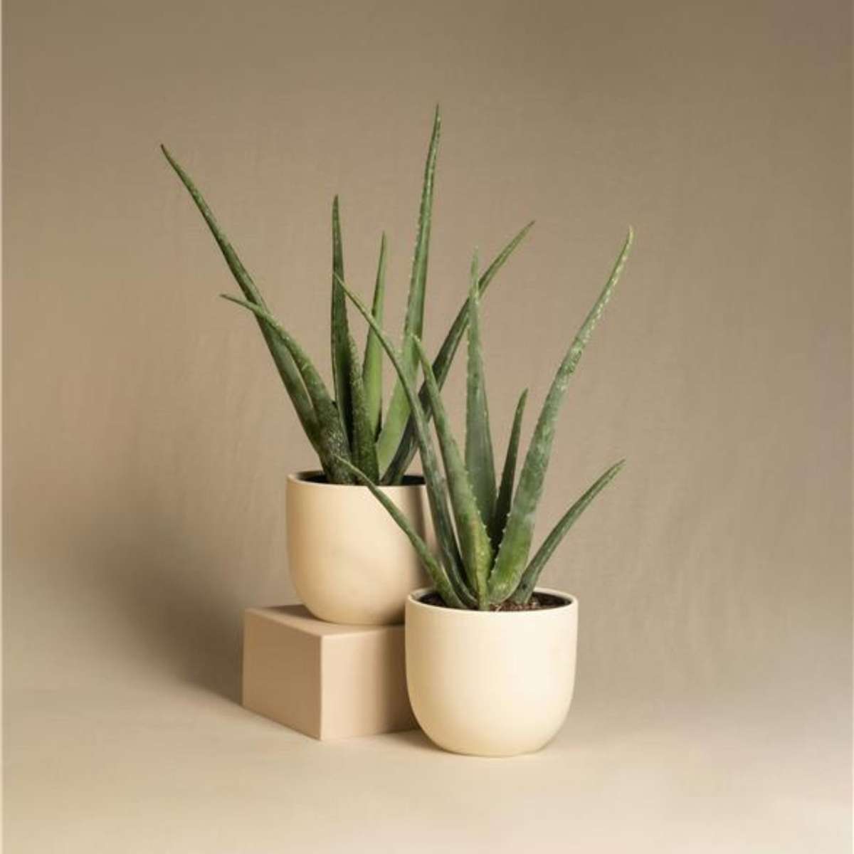 Aloe Vera - 4er Set - Sukkulente