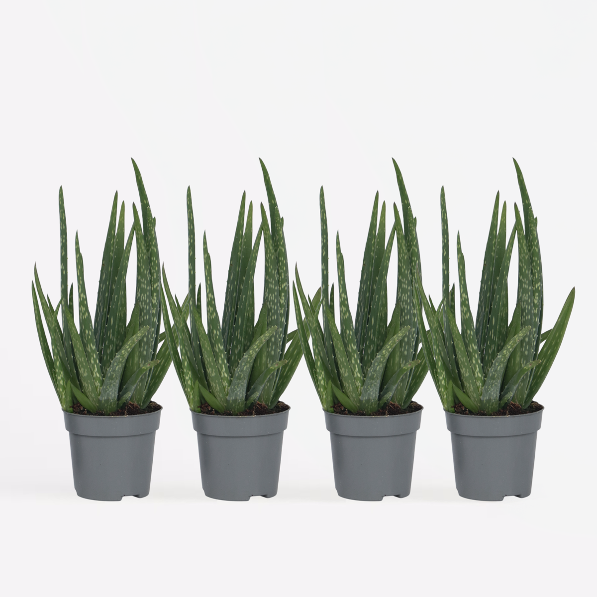 Aloe Vera - 4er Set - Sukkulente