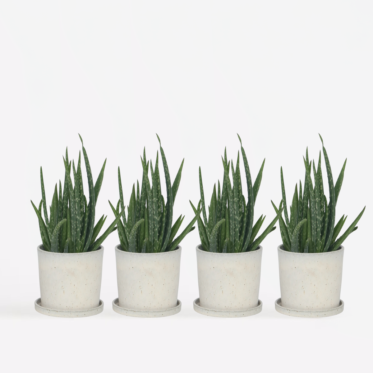 Aloe Vera - 4er Set - Sukkulente
