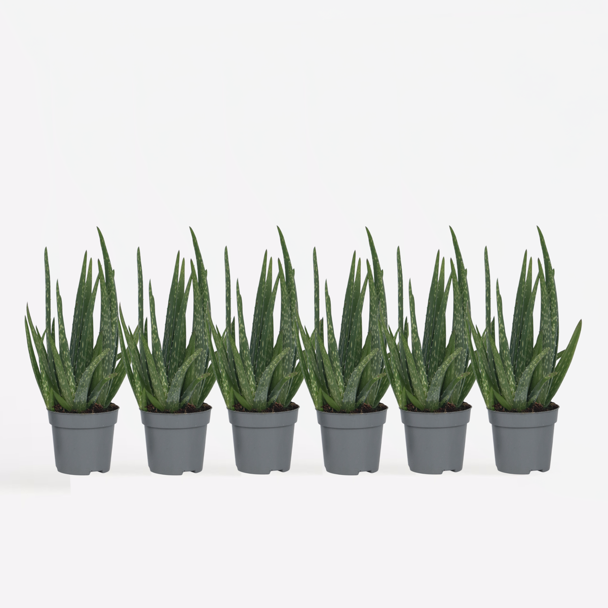 Aloe Vera - 6er Set - Sukkulente