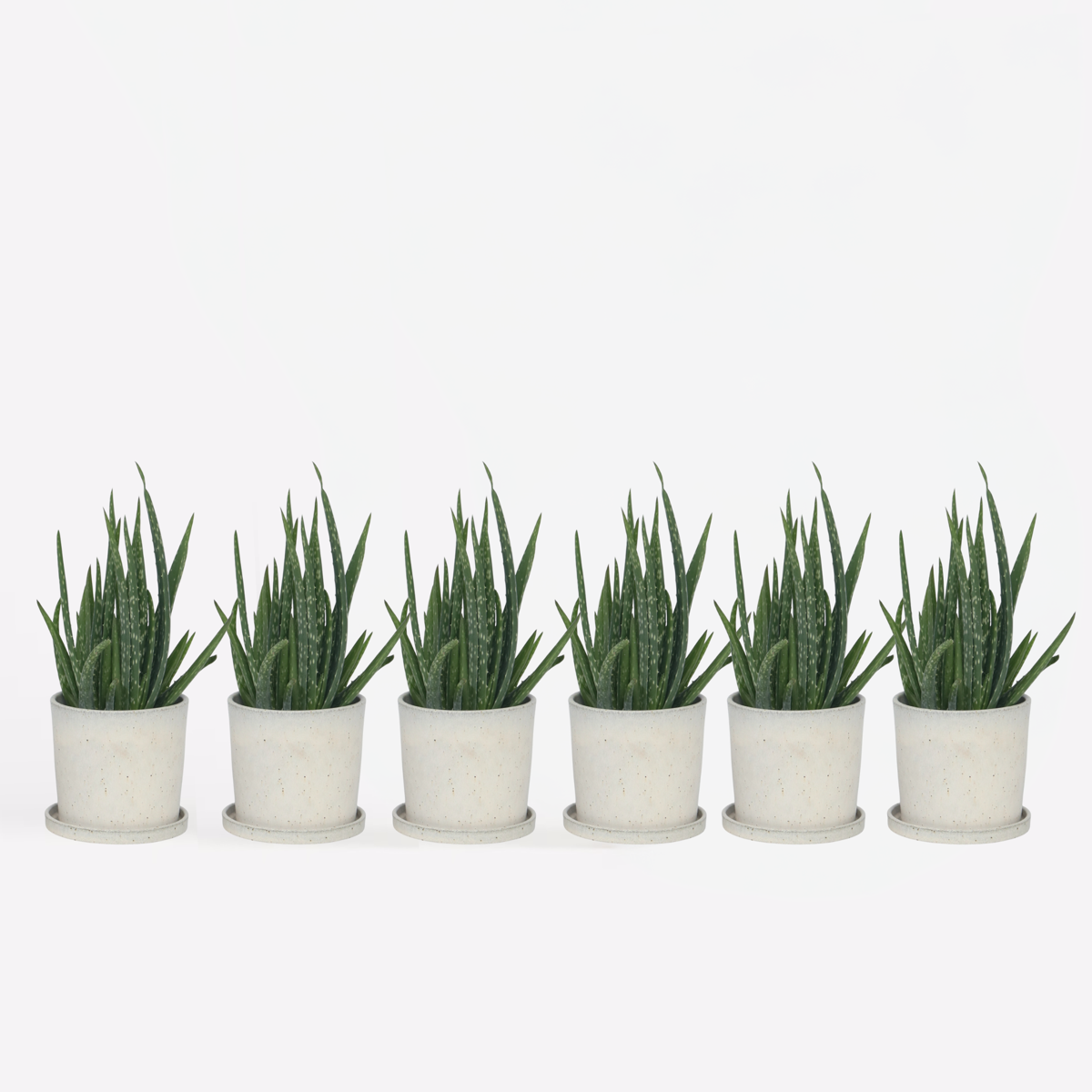 Aloe Vera - 6er Set - Sukkulente