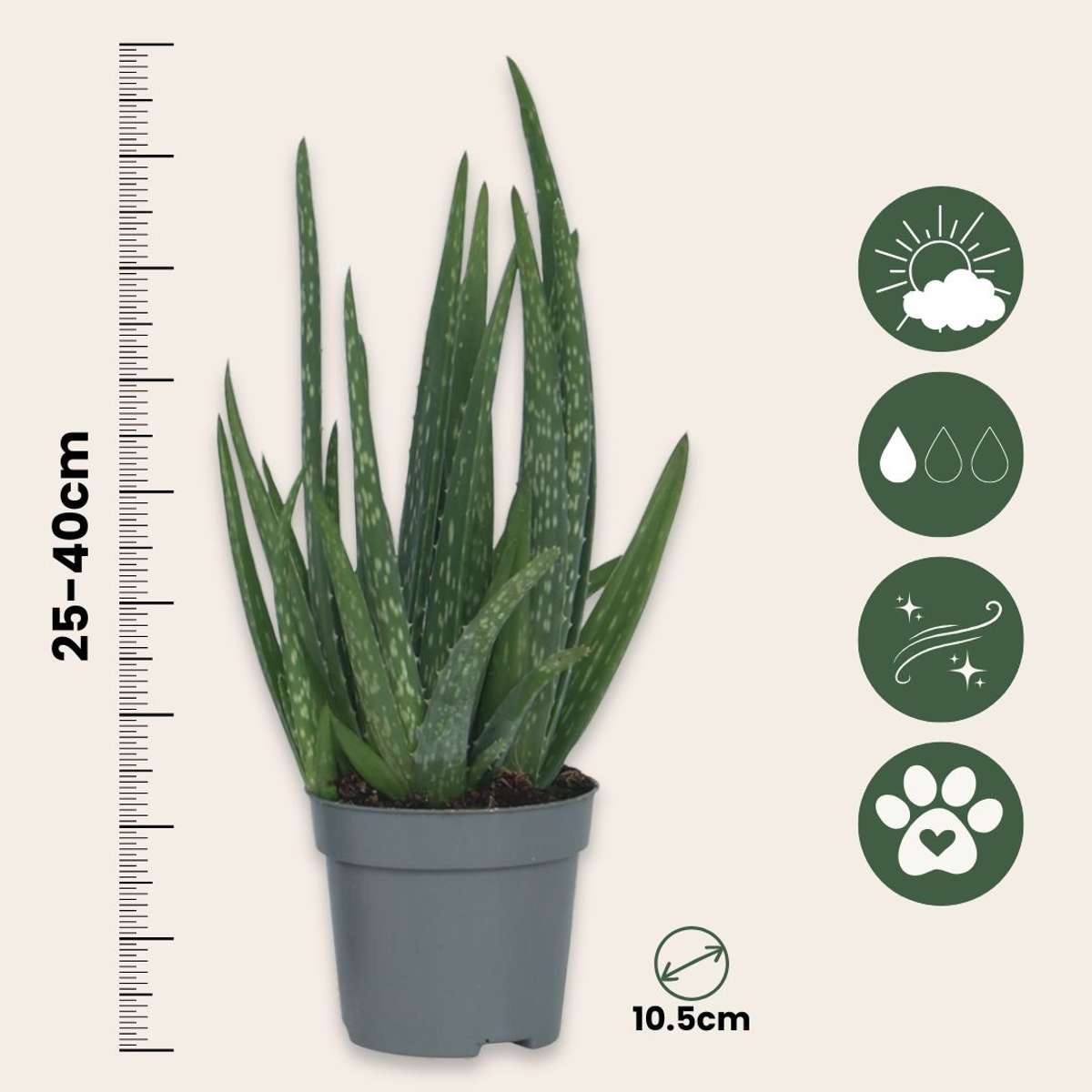 Aloe Vera - 6er Set - Sukkulente