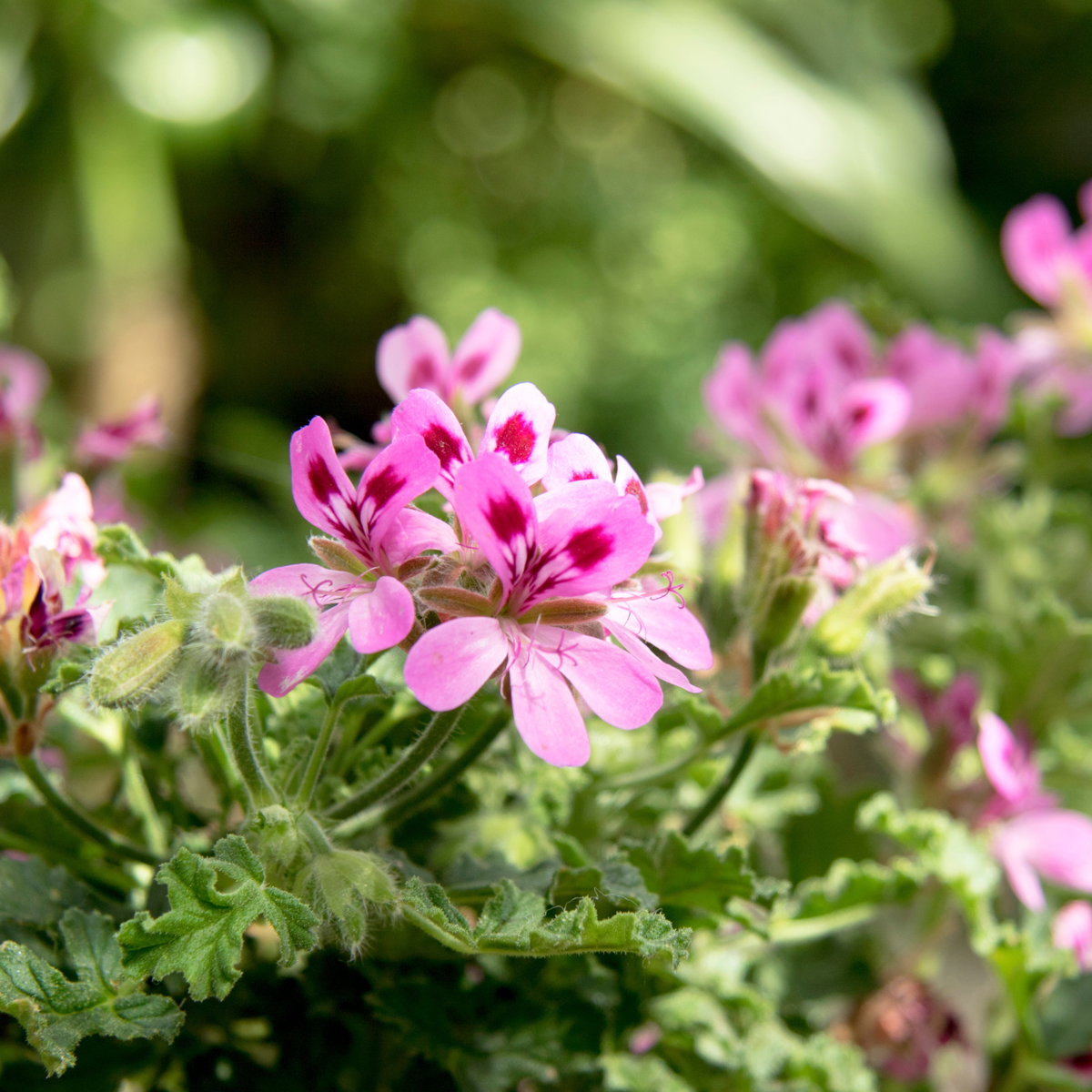Pelargonium Capitatum 'Anti-Mücken-Pflanze' - 3 Stk.