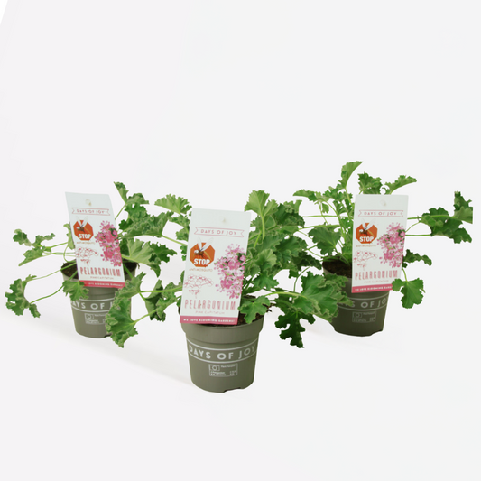 Pelargonium Capitatum 'Anti-Mücken-Pflanze' - 3 Stk.