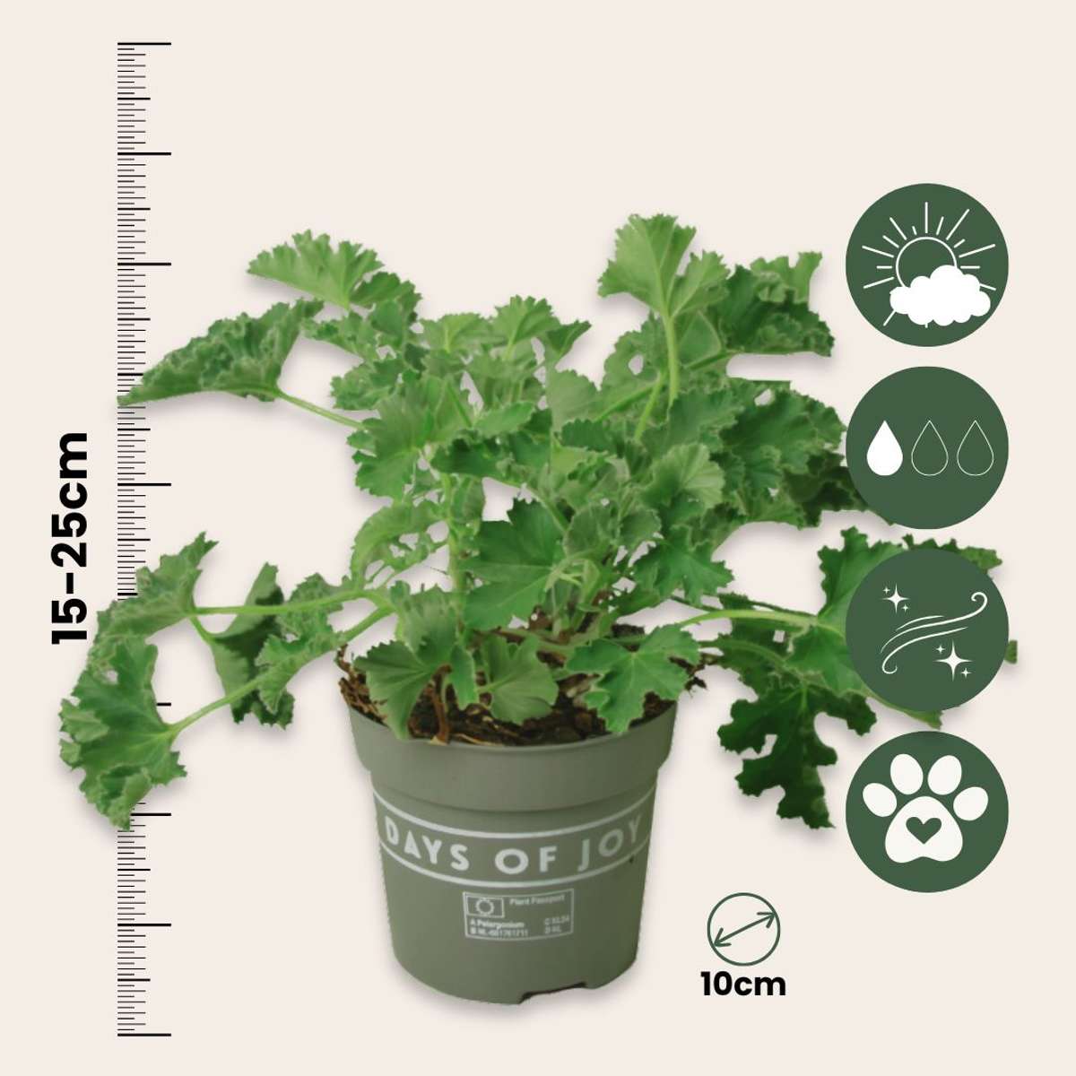 Pelargonium Capitatum 'Anti-Mücken-Pflanze' - 3 Stk.