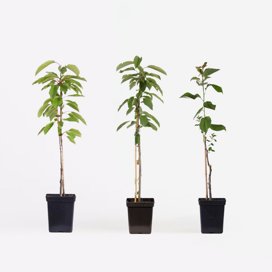 Apfelbäume - 3er-Set - Braeburn, Golden Delicious, Gala