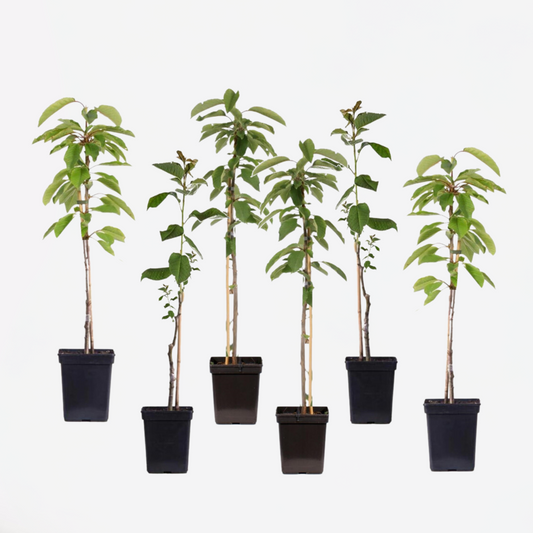 Apfelbäume - 6er-Set - Braeburn, Golden Delicious, Gala