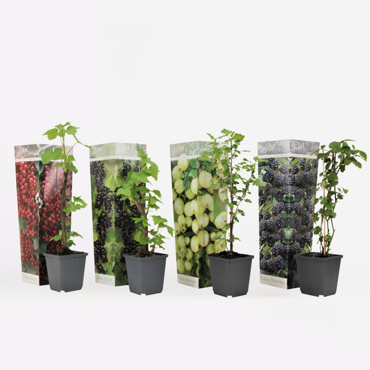 Beerenmischung - 4er-Mix - Beerenpflanzen