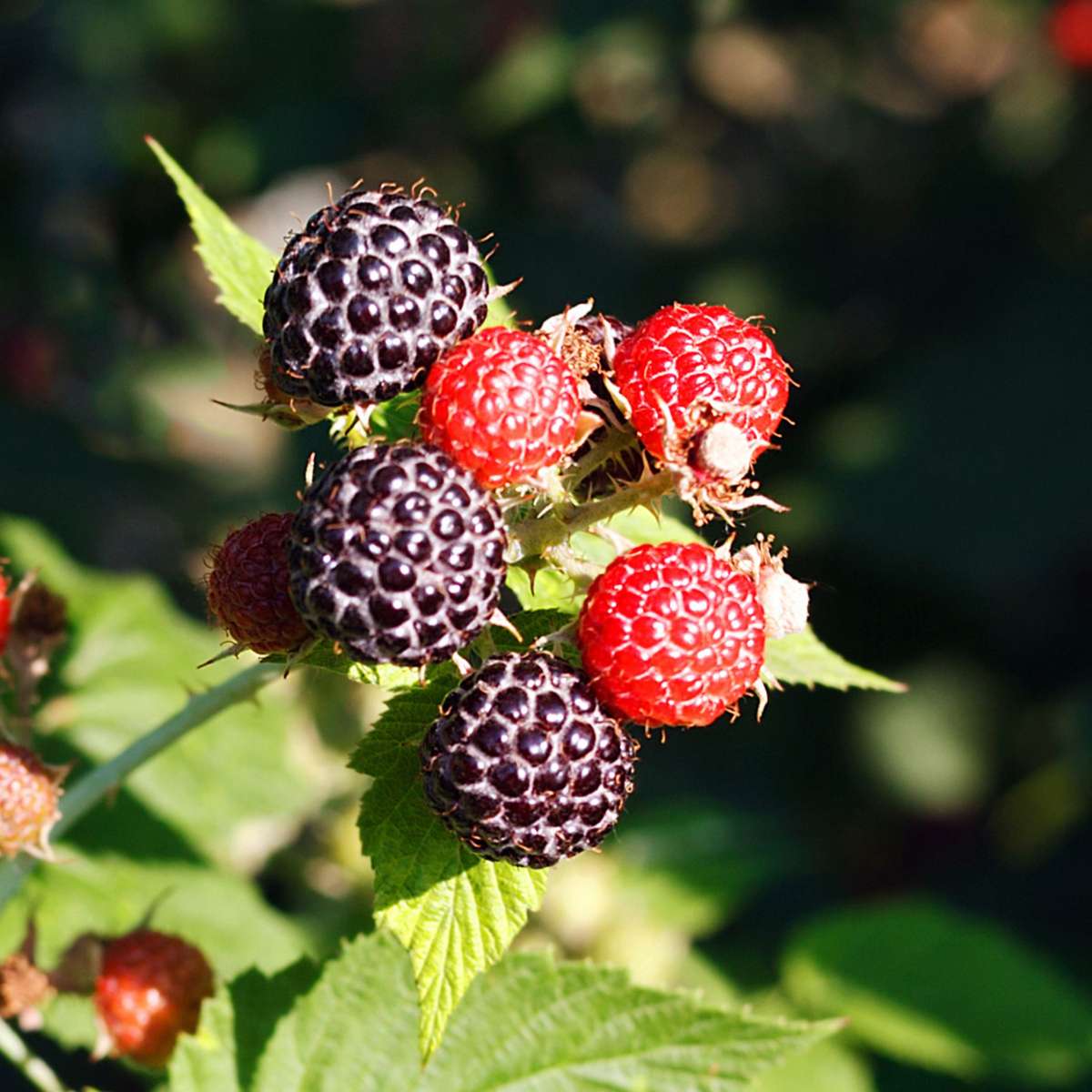 Beerenmischung - 8er-Mix - Beerenpflanzen