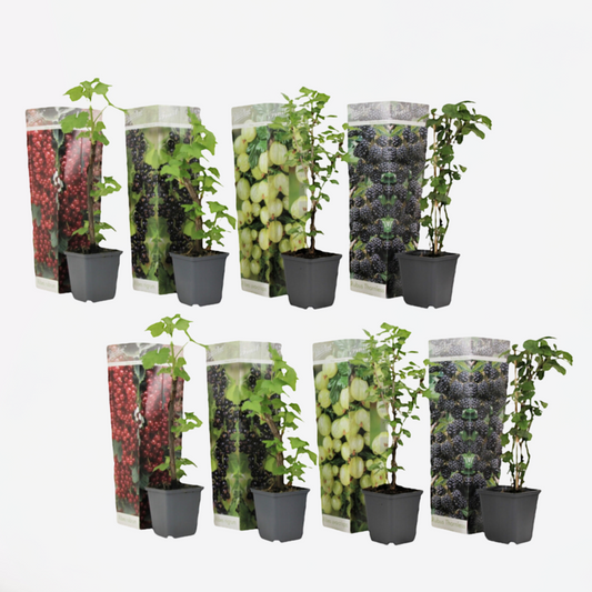 Beerenmischung - 8er-Mix - Beerenpflanzen