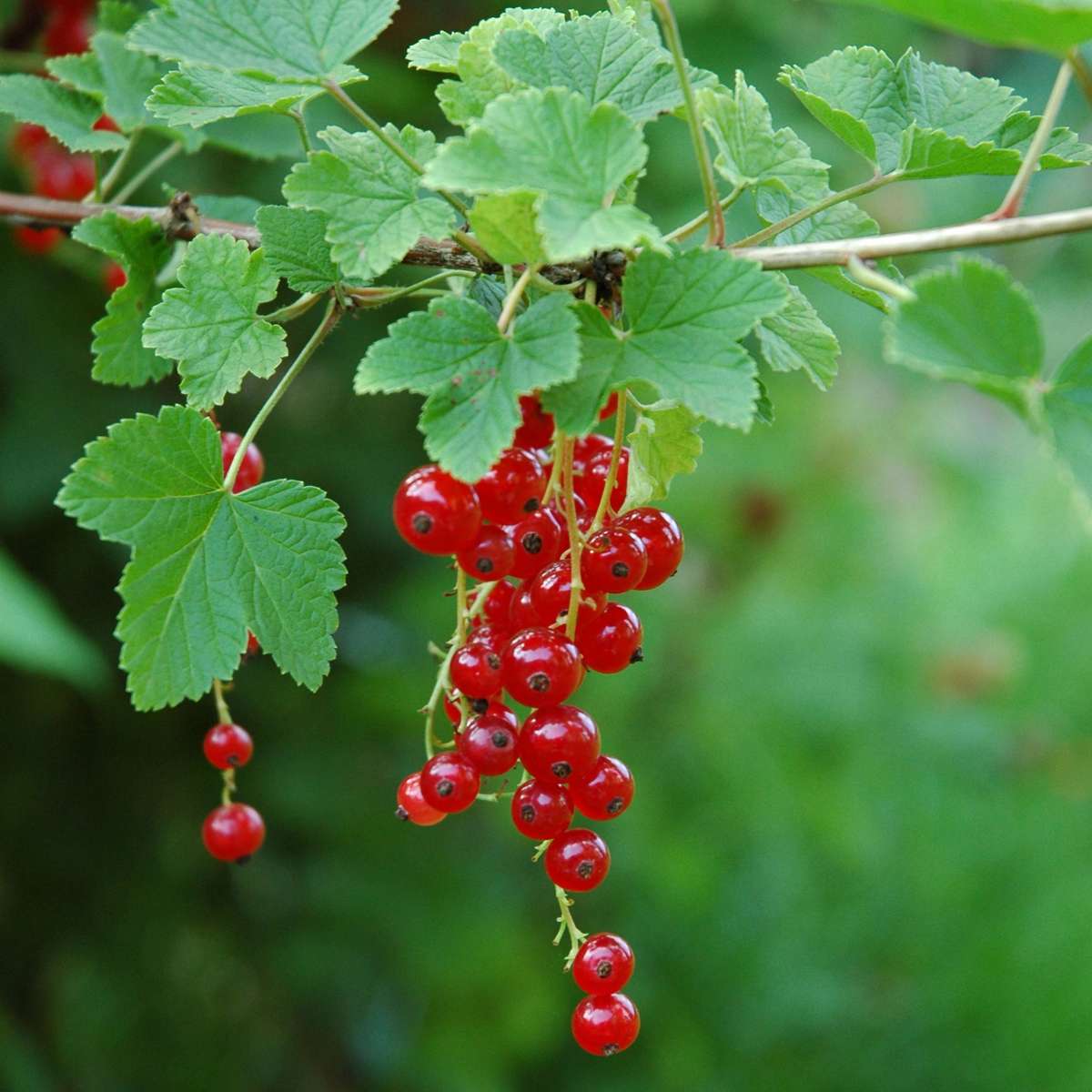 Ribes Rubrum - 3 stuks - Aalbes
