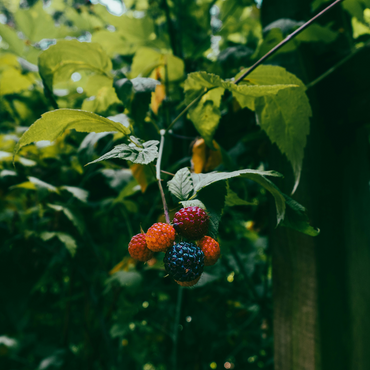 Rubus Thornless - 3 stuks - Bramenplant