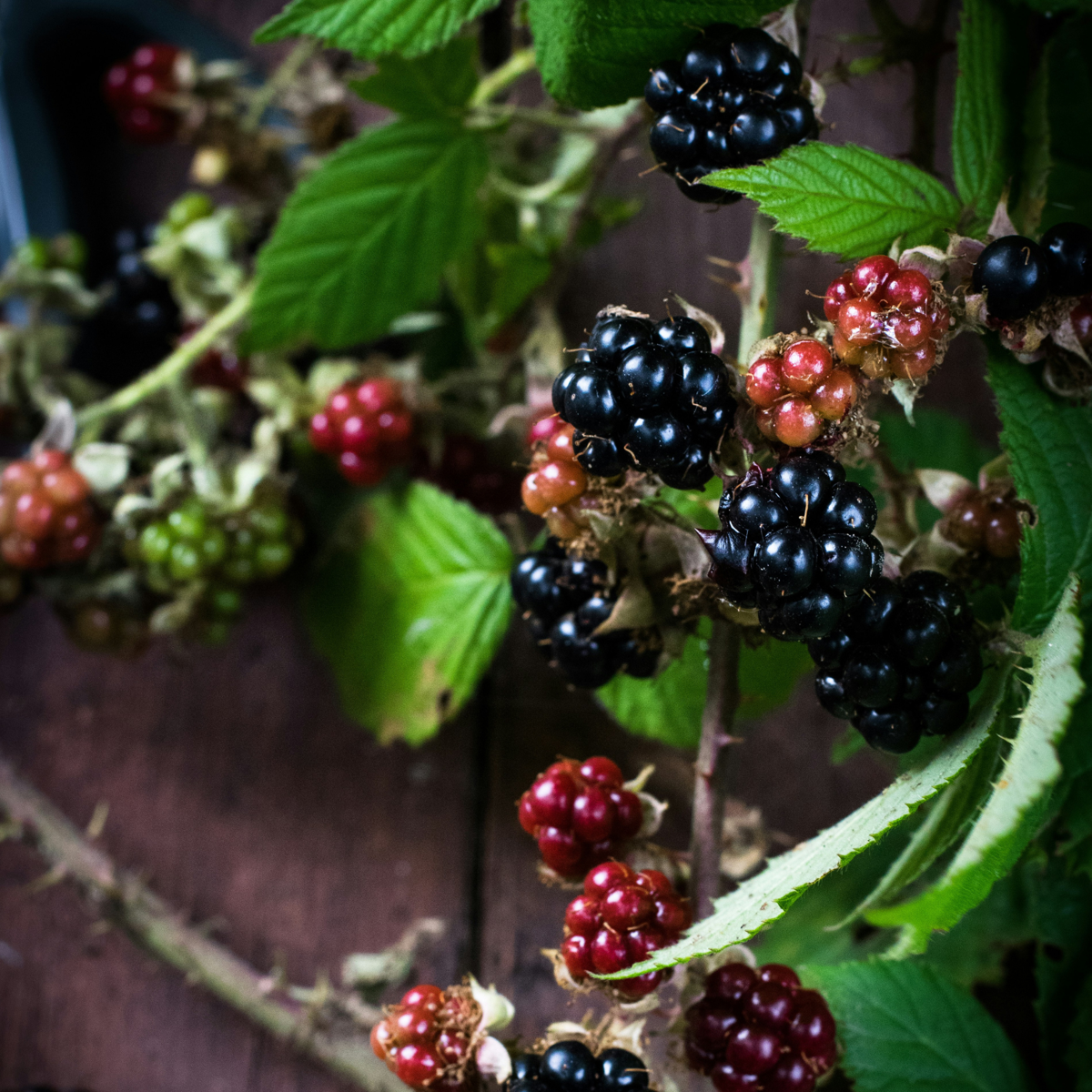Rubus Thornless - 3 Stück - Brombeerpflanze