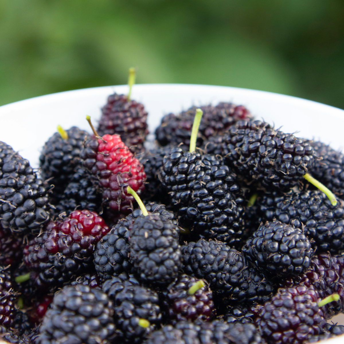 Rubus Thornless - 3 Stück - Brombeerpflanze