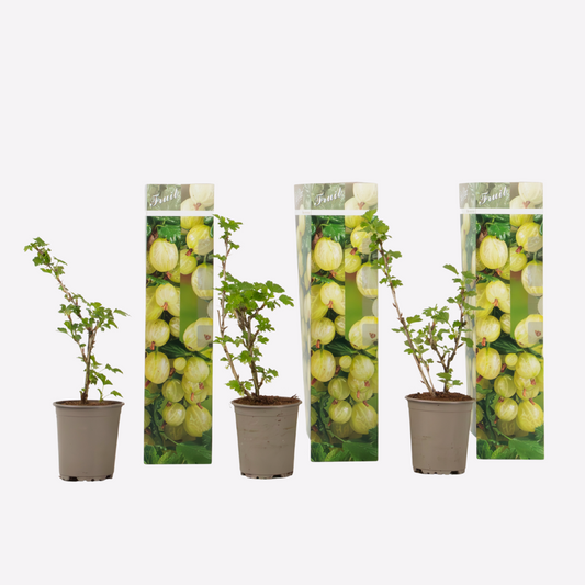 Ribes uva- crispa - Set van 3 - Kruisbes