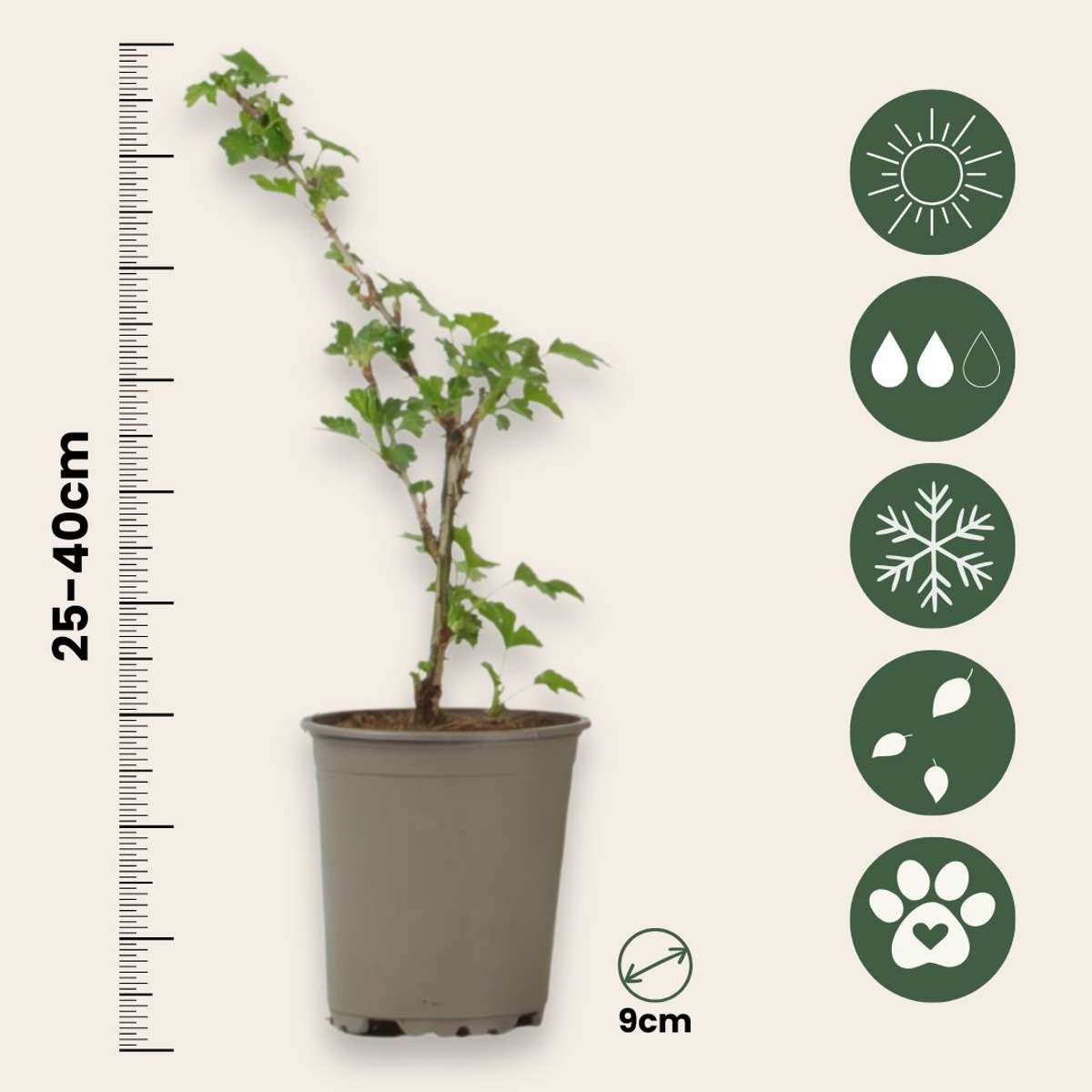 Ribes uva- crispa - Set van 3 - Kruisbes