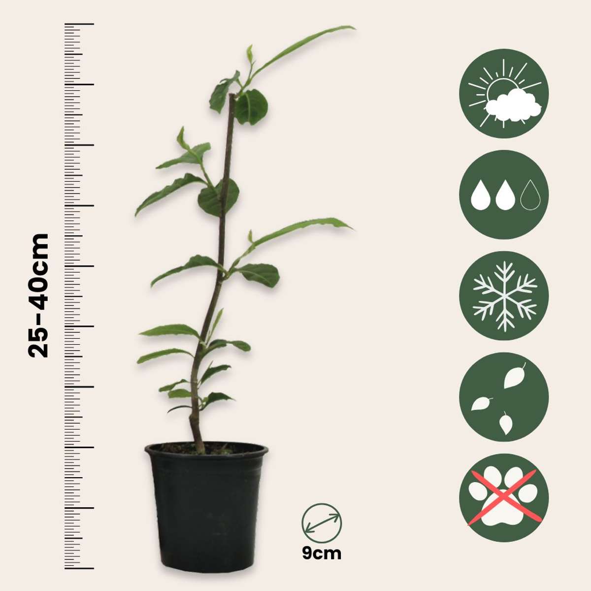Magnolie – 6er-Mix – Susan, Soulangeana, Stellata