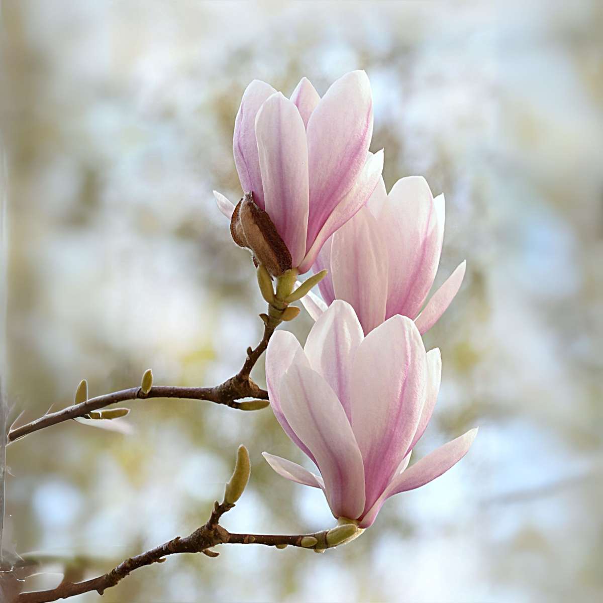 Magnolia Soulangea - 3er-Set - Rosa Blüten