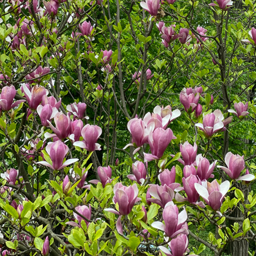 Magnolia Susan - 3er-Set - Lila Blüten