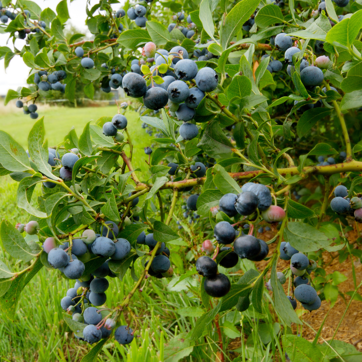 Blauwe bes - Set van 6 - Bessenplant