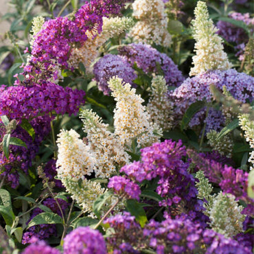 Buddleja - Mix van 3 - Vlinderstruik