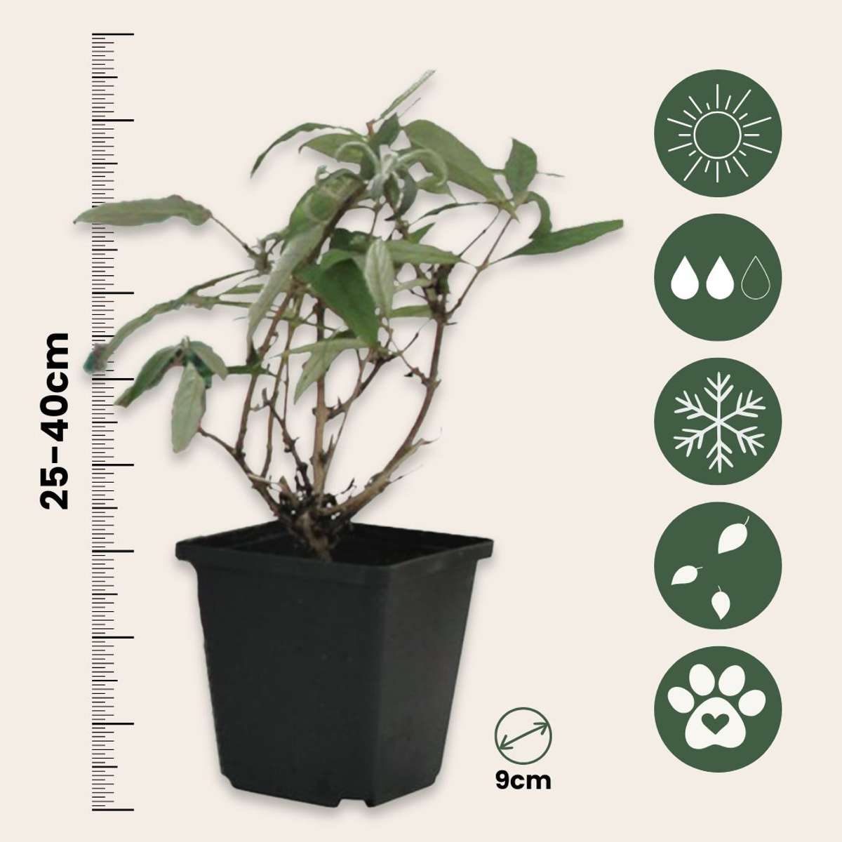 Buddleja - Set van 3 - Vlinderstruik - Wit