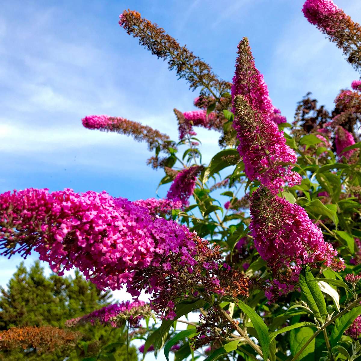 Buddleja - Mix van 6 - Vlinderstruik