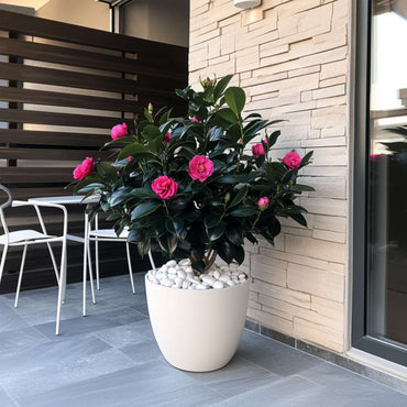 Camellia japonica 'Dr. King' - Japanische Rose