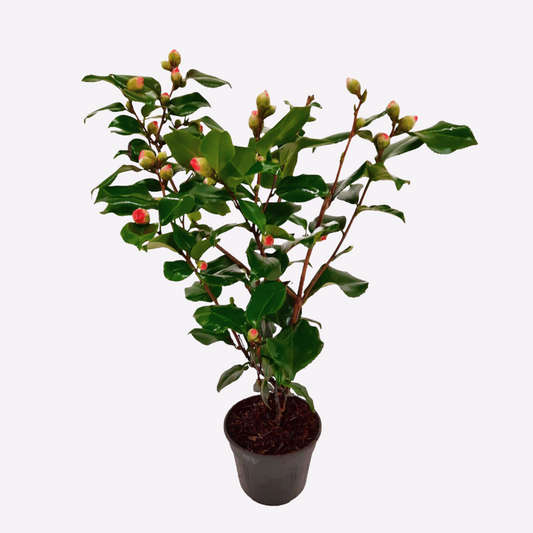 Camellia japonica 'Dr. King' - Japanische Rose