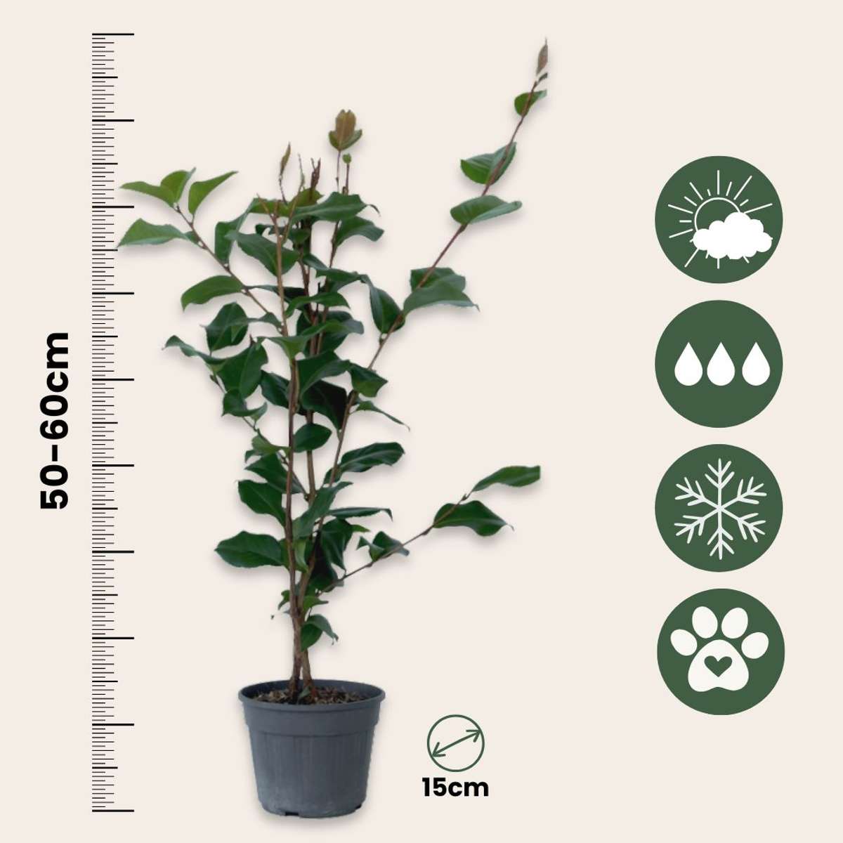 Camellia japonica 'Dr. King' - Japanische Rose