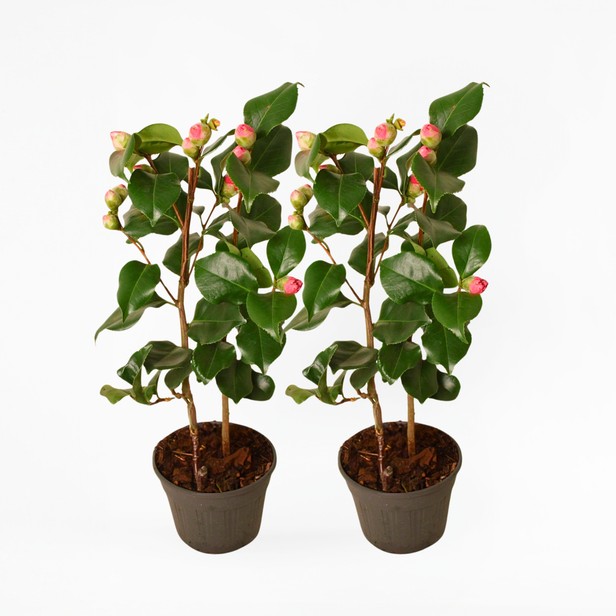 Camellia japonica 'Dr. King' - 2er-Set - Japanische Rose