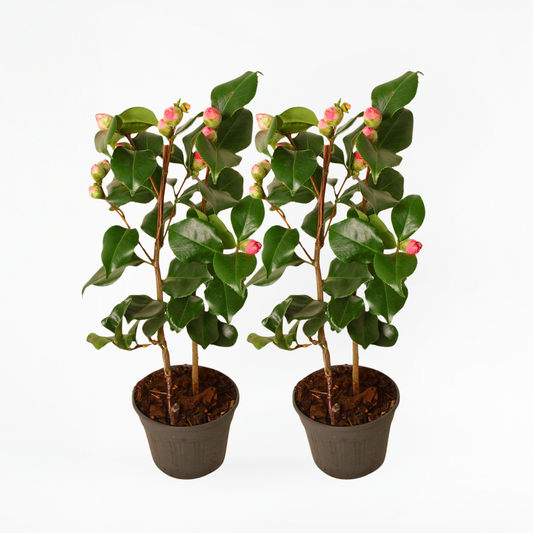 Camellia japonica 'Dr. King' - 2er-Set - Japanische Rose