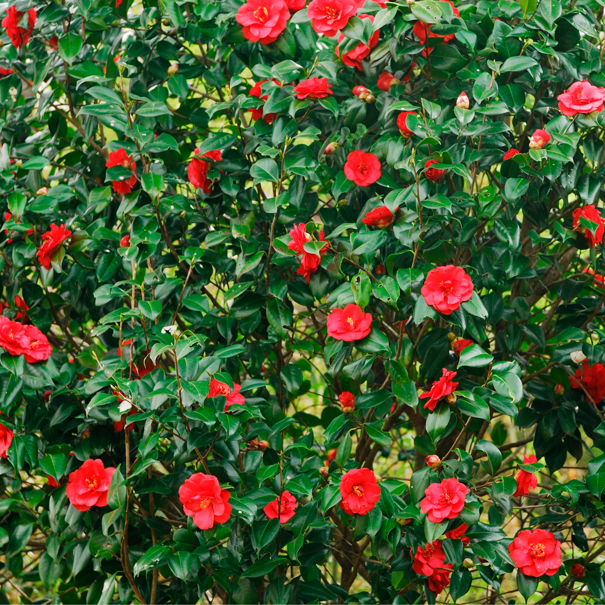 Camellia japonica „Lady Campbell“ – 2er-Set – Rosa