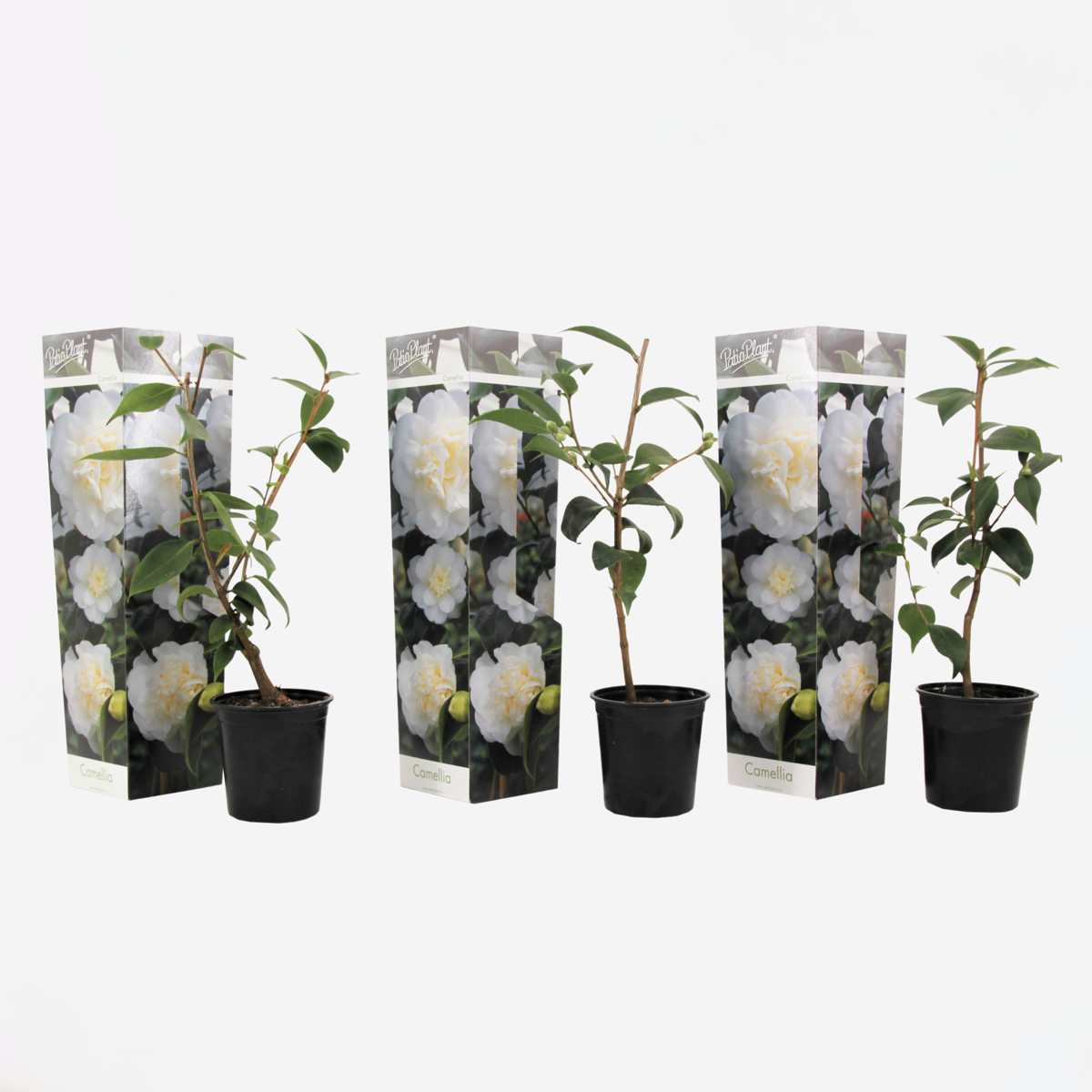 Camellia Japonica - 3er-Set - Weiß - Japanische Rose