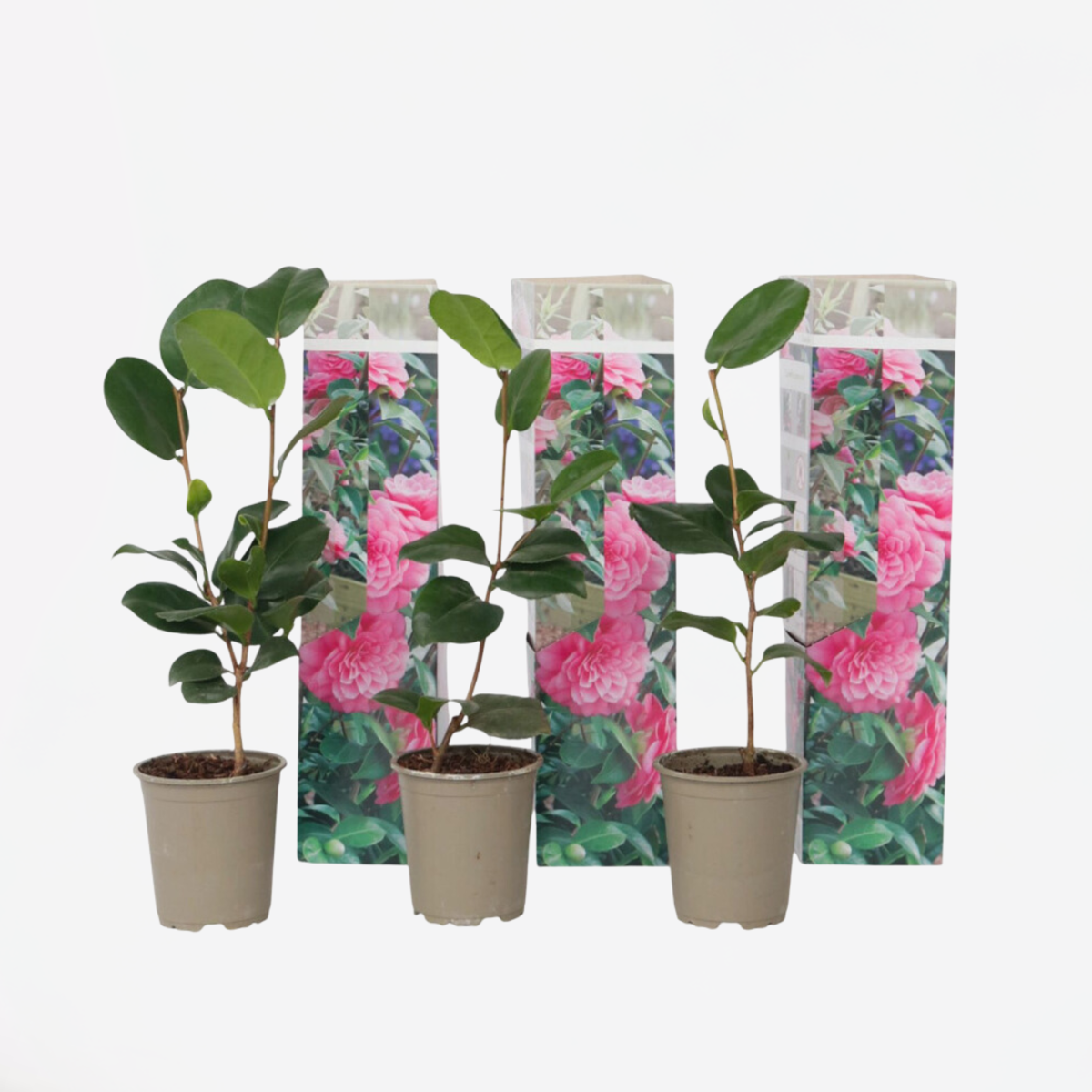 Camellia Japonica - Set van 3 - Roze - Japanse roos