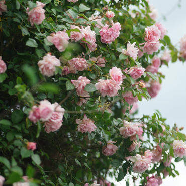 Camellia japonica 'Bonomiana' - Japanische Rose