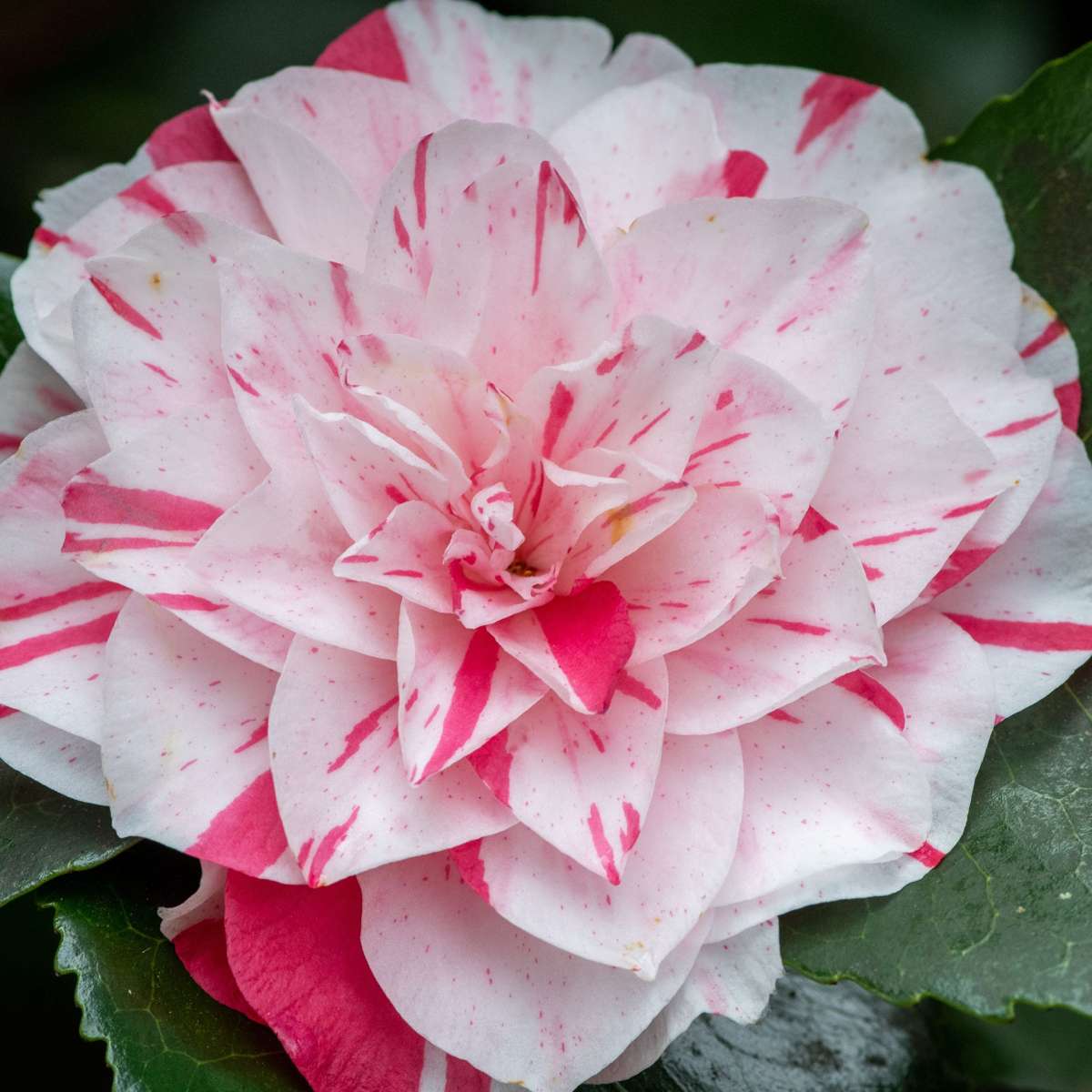 Camellia japonica 'Bonomiana' - 2er-Set - Japanische Rose