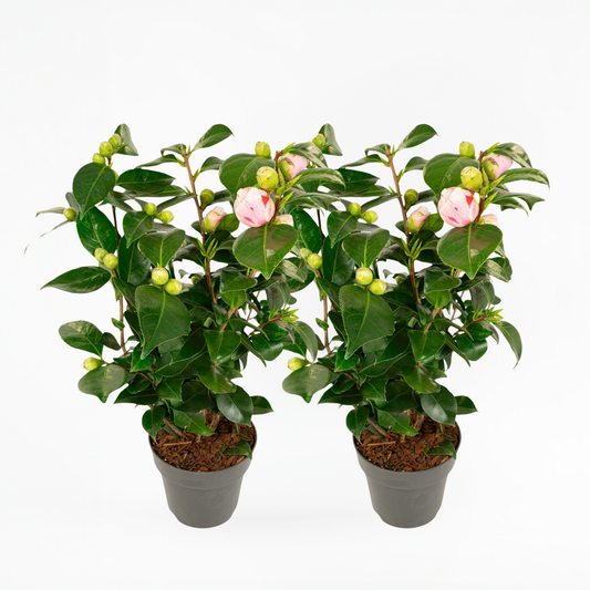 Camellia japonica 'Bonomiana' - 2er-Set - Japanische Rose
