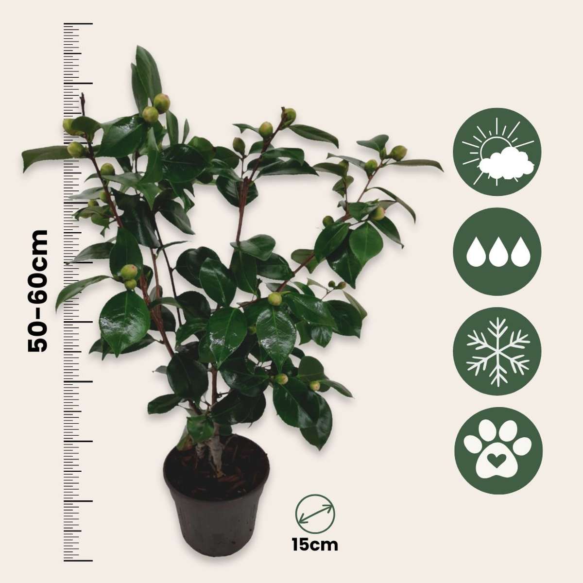 Camellia japonica 'Bonomiana' - 2er-Set - Japanische Rose