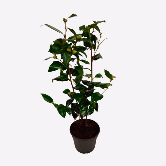 Camellia japonica 'Brushfield's Yellow' - Japanische Rose