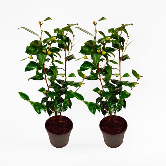 Camellia japonica „Brushfield’s Yellow“ – 2er-Set