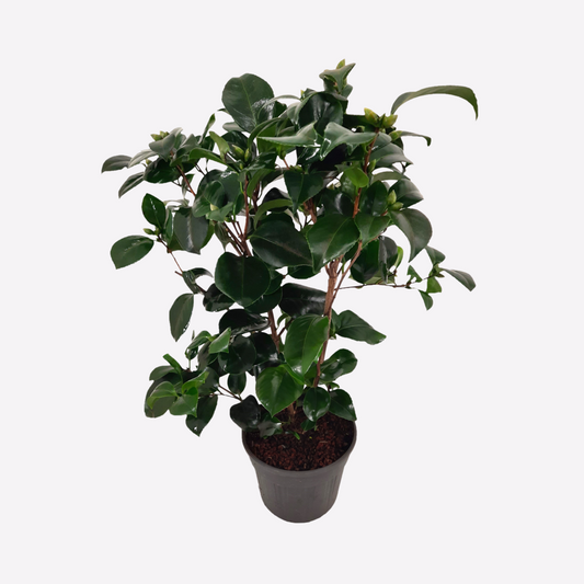 Camellia japonica 'Lady Campbell' - Rose