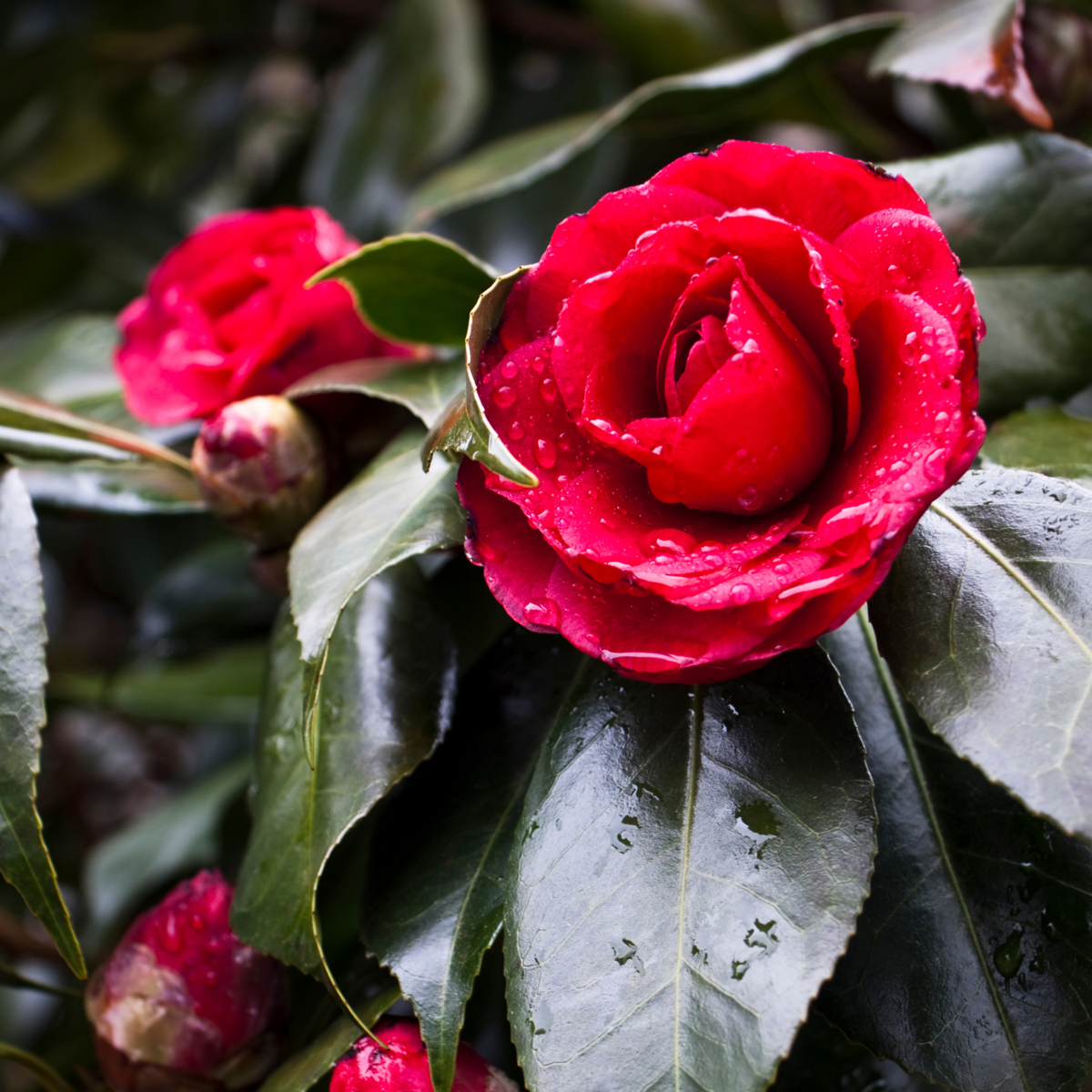 Camellia japonica „Lady Campbell“ – 2er-Set – Rosa
