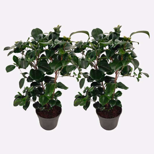 Camellia japonica 'Lady Campbell' - Set van 2 - Roos
