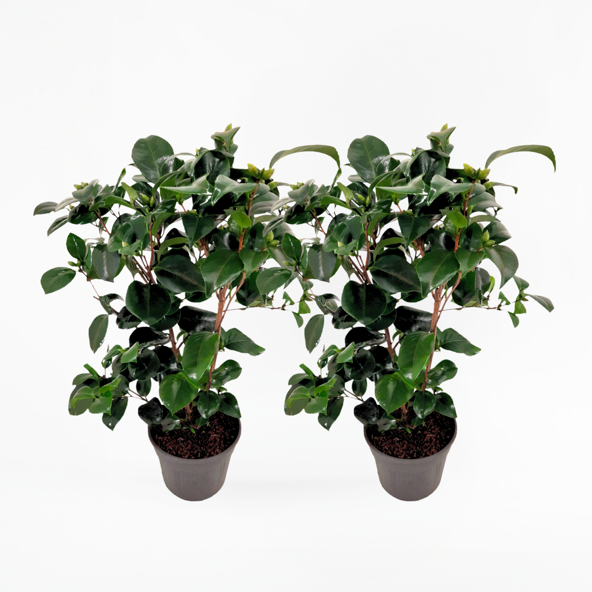 Camellia japonica „Lady Campbell“ – 2er-Set – Rosa
