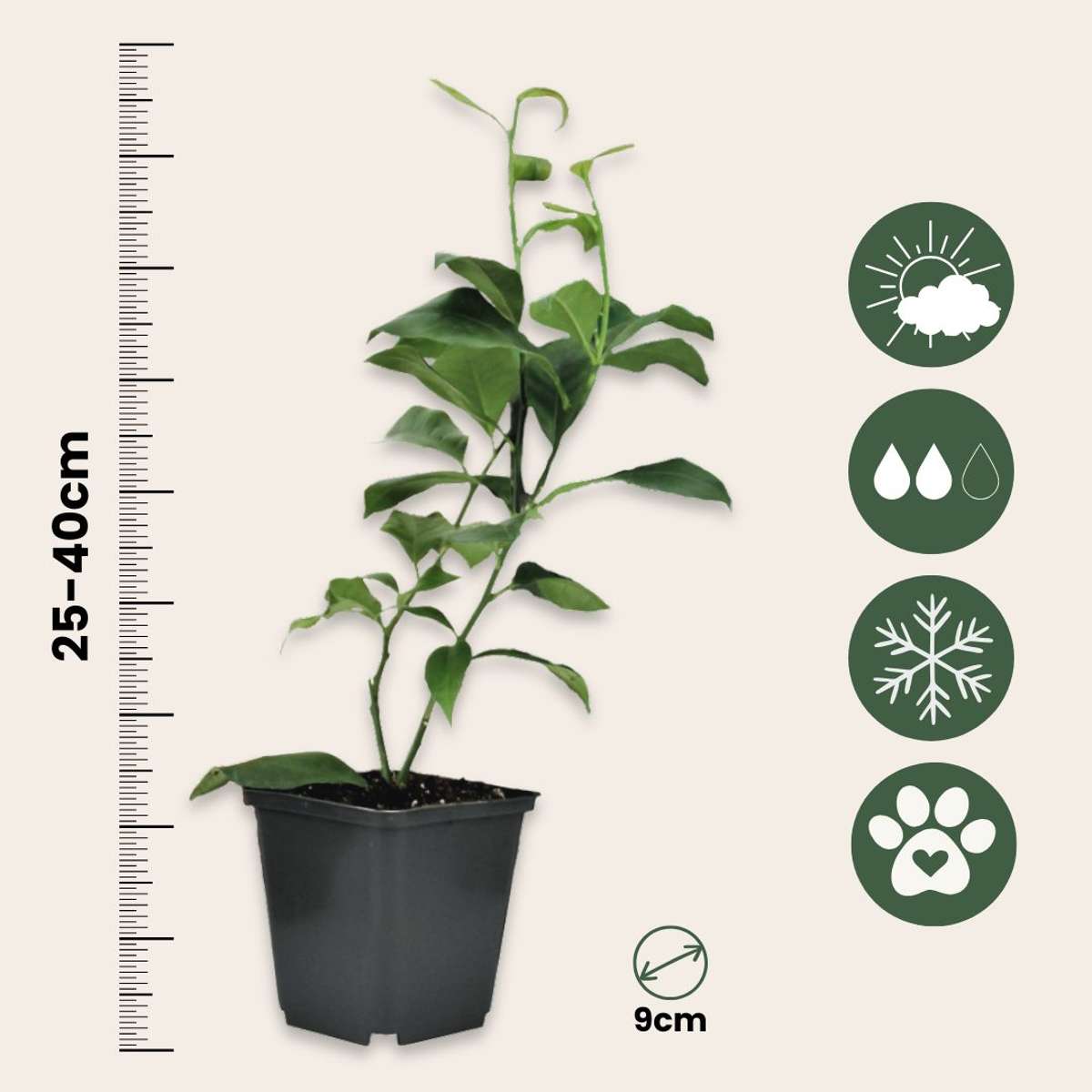 Citrus Mix - Set van 6 - Citrus fruitbomen