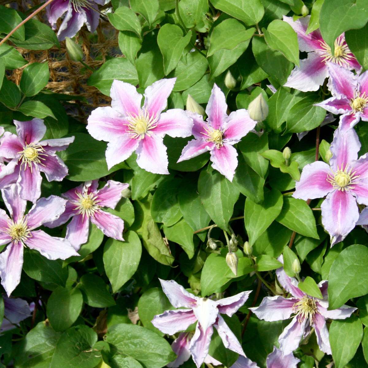 Clematis - Mix van 6