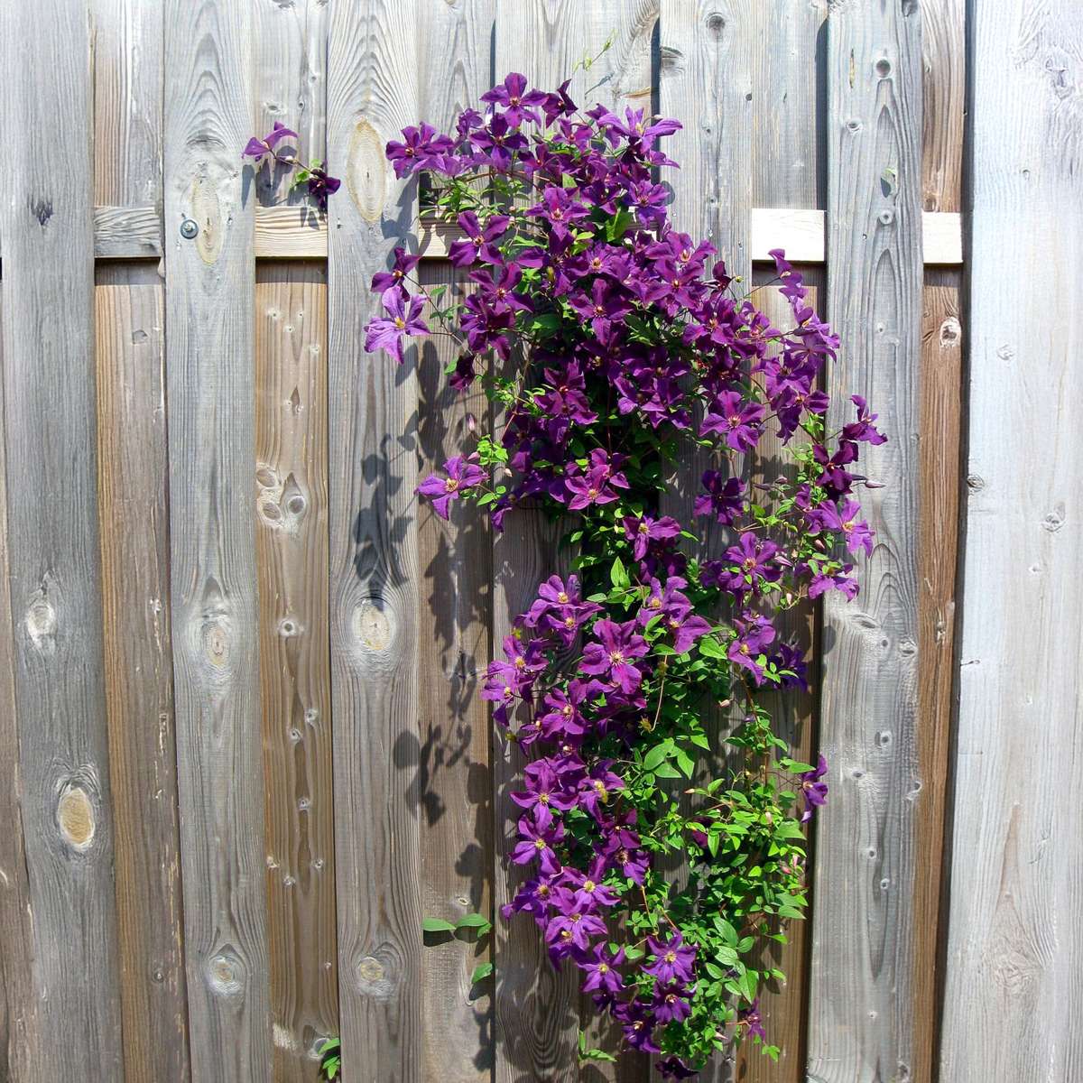 Clematis - Mix van 6