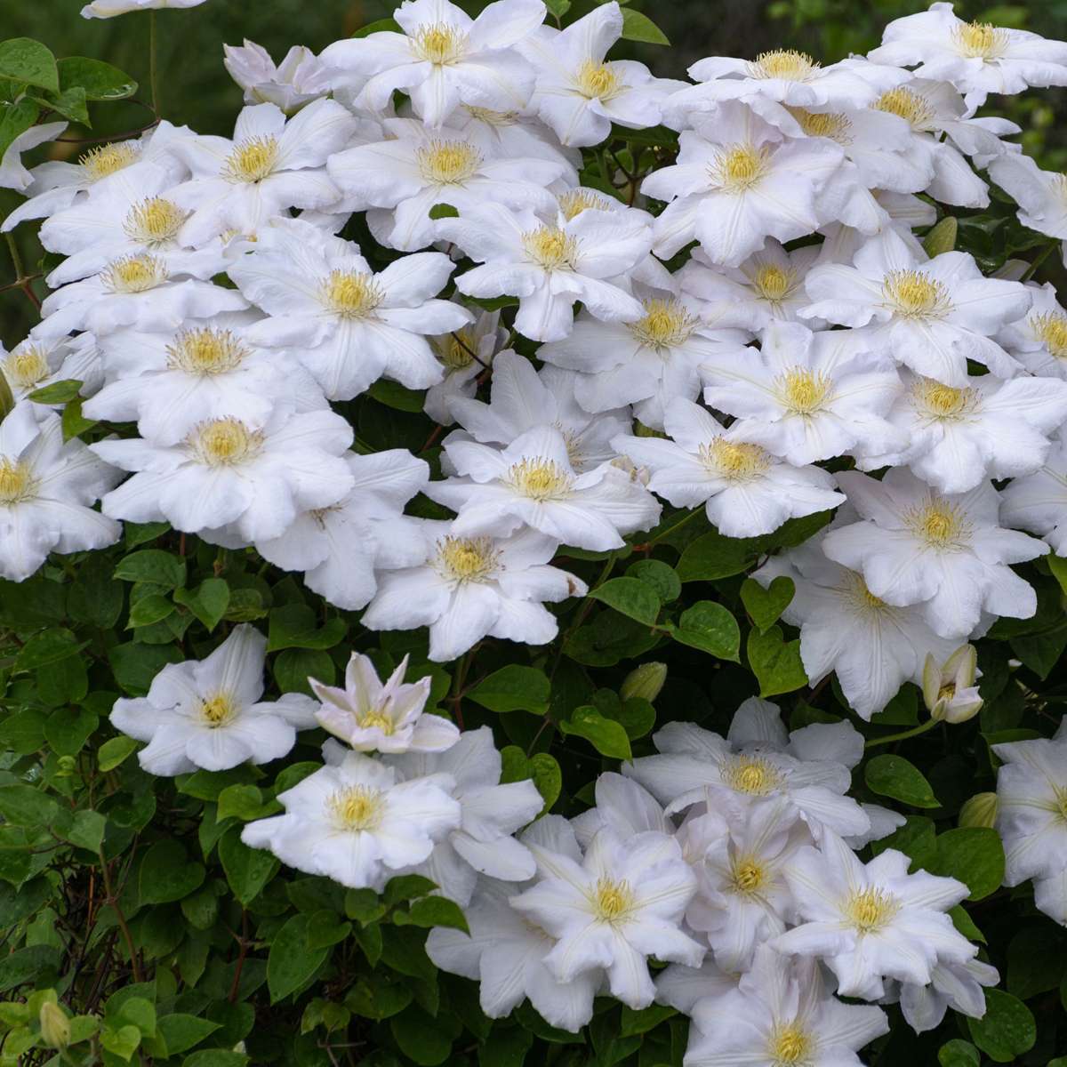 Clematis - Mix van 6