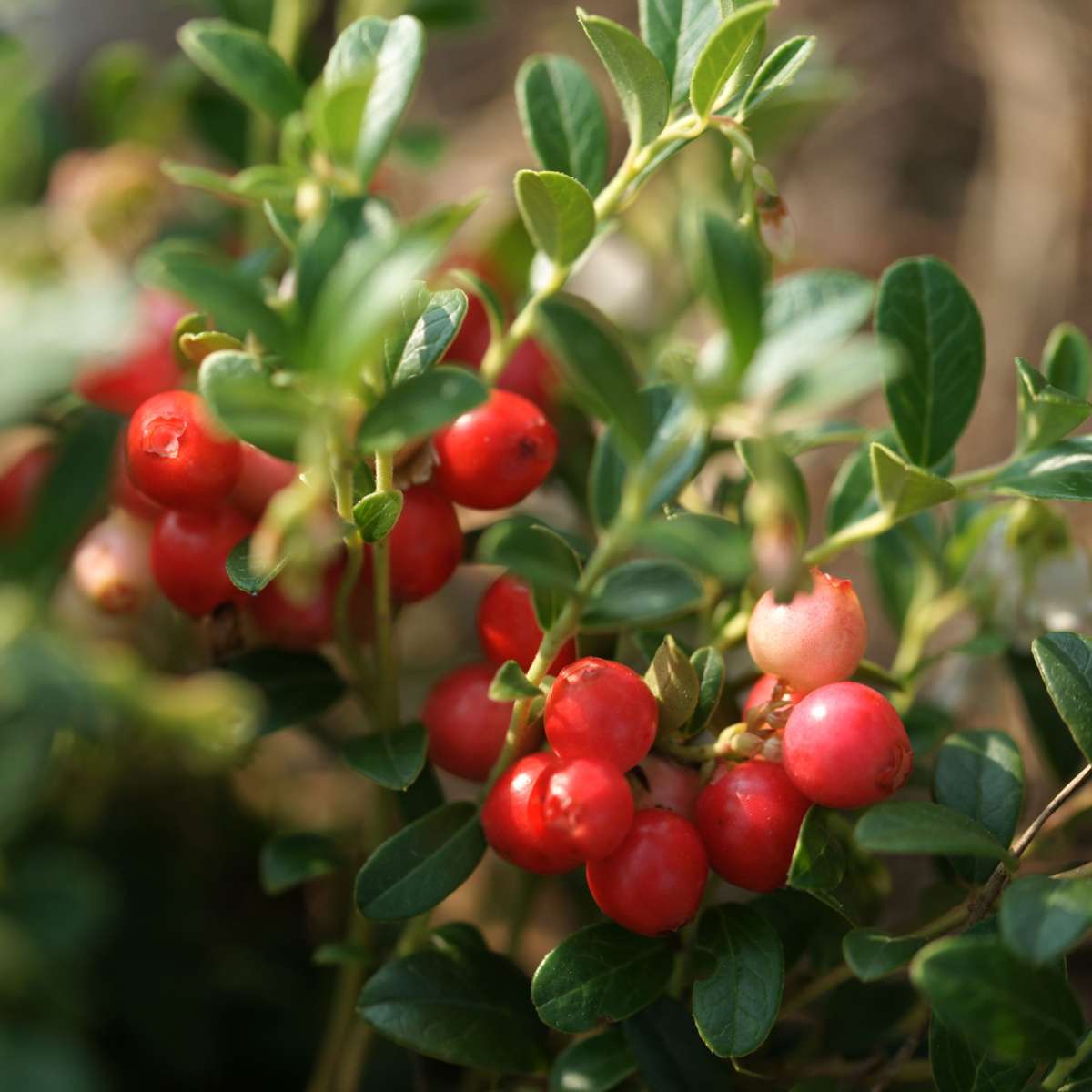 Vaccinium macrocarpon - Set van 3 - Veenbes cranberry